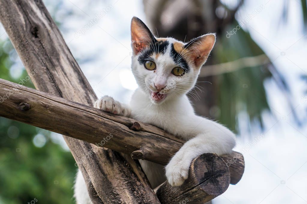 kitten sits on a wood branch in the garden