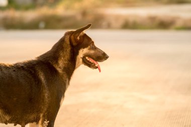 siyah köpekler standı ve ileriye bakıyor  
