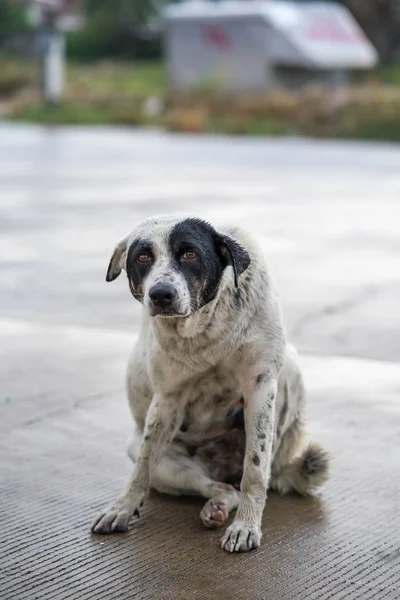 yağmurdan sonra yolda oturan köpek