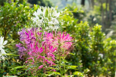 Güzel Cleome spinosa ya da bahçede örümcek çiçeği.