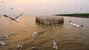 Akşam alacakaranlığında Bang Pu Dinlenme Merkezi 'nde martı kuşları güzel bir günbatımıyla denizin üzerinde uçuyor.