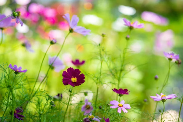 Fleurs Cosmos Naturelles Dans Jardin — Photo