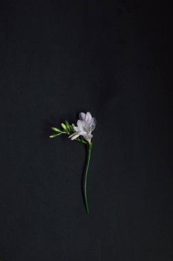 Siyah arka planda bir frezya çiçeği yatıyordu. Kopyalama alanı olan üst görünüm. Bahar çiçeği kavramı.