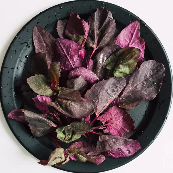 Fresh red orach leaves close up. Beautiful purple garden salad growing in spring and summer. Healthy vegetable rich in vitamins, minerals, fiber and antioxidants. Top view, flat lay. Organic farming.
