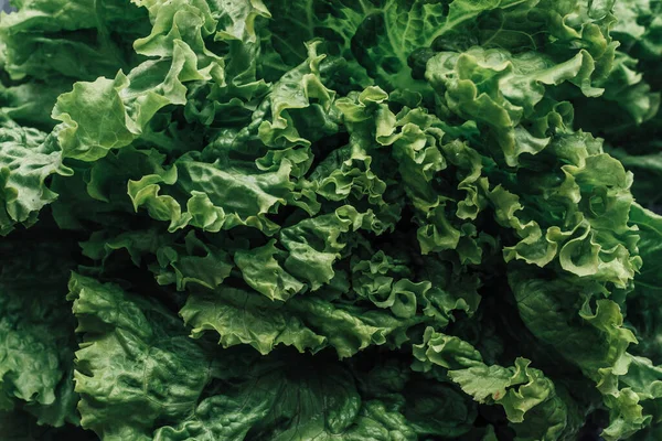 Fresh Green Lettuce Market Stock Image