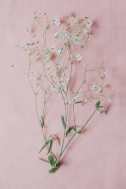 Pembe masa örtüsünde bebek nefesi çiçeği. Gypìila, Mayıs ve Ağustos aylarında açan dekoratif bir bitki.. 