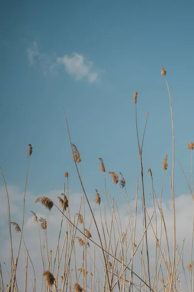 Campo Junco Amarelo Com Céu Azul Nuvens Fundo — Fotografia de Stock