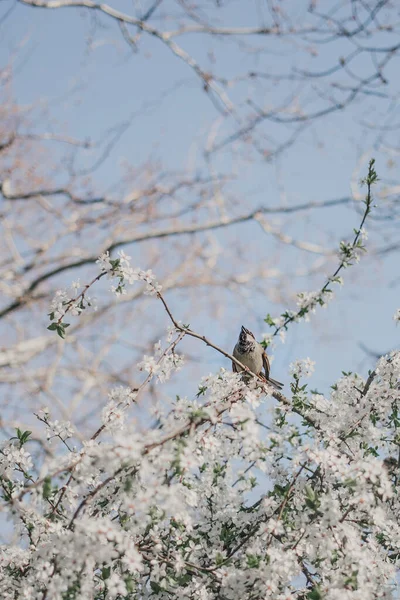 Moineau Sur Arbre Fleurs Dans Jardin — Photo