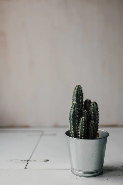 Kaktus Dalam Pot Kaca Latar Belakang Kayu Putih — Stok Foto