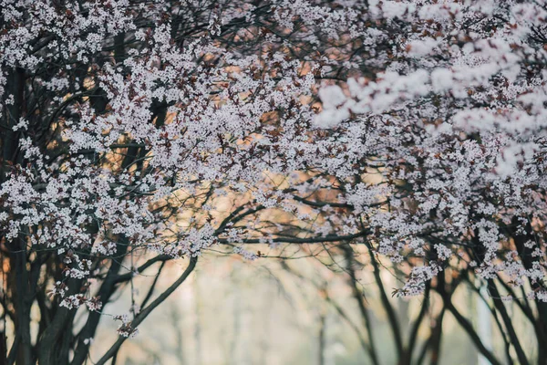 Квітучі Квіти Дерева Саду — стокове фото