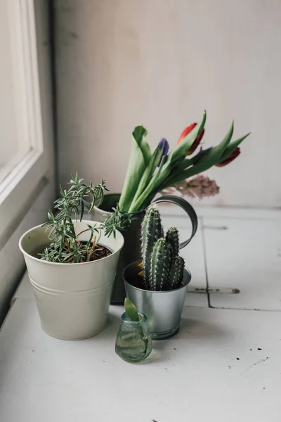 Home Decoration Plants Next Window Natural Light Interior Rosemary Succulent — Stock Photo, Image