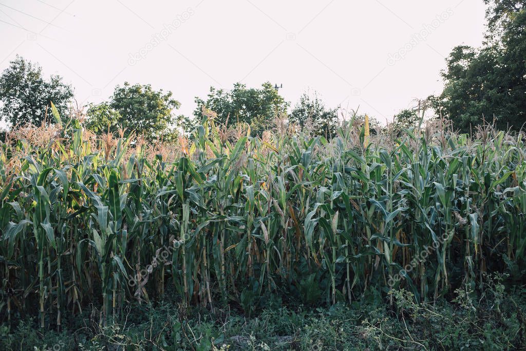 corn field. Agriculture, nature