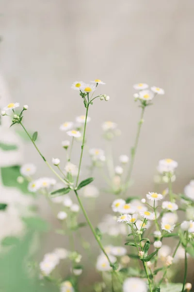 农村水母的明亮构成 有选择性地集中注意 精美的 生动的 新鲜的背景图像 精致的白色雏菊花 配以烹调和草药 — 图库照片