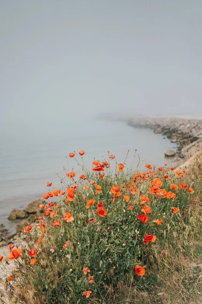 Seascape on a foggy day. Bay view with blooming poppy flowers and cliffs on the shore. A peaceful scenery. Wild hidden beach landscape in the morning mist. Zen mind and meditation mood.