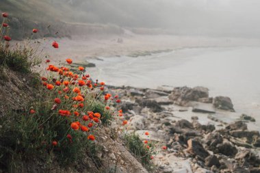 Sisli bir günde deniz manzarası. Sahilde çiçek açan gelincik çiçekleri ve uçurumlar. Huzurlu bir manzara. Sabah sisinde vahşi, gizli sahil manzarası. Zen zihin ve meditasyon havası.