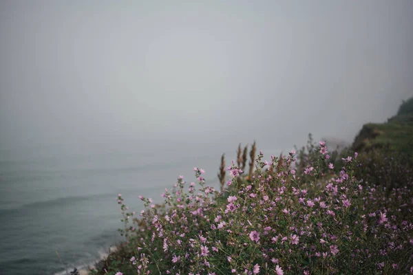 雾天的最小海景 海滨景色 紫色的花朵 平静的大海 在晨雾中 是绿树成荫 绿树成荫的海滩 禅意和冥想的心情 复制空间 图库图片