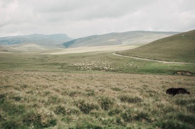 Dağ otlakları koyun sürüsü ve bulutlarla dolu kasvetli bir gökyüzü.