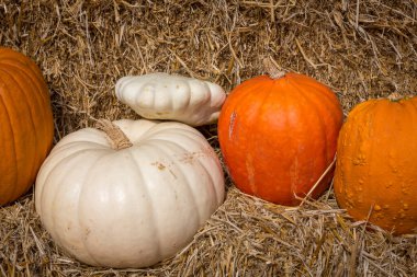 Sonbaharda samanlıkta balkabakları süslenir.