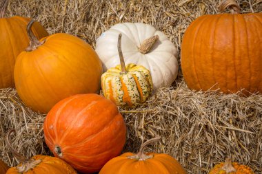 Sonbaharda süs olsun diye samanlıkta kabak ve kabak var.