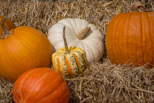 Sonbaharda süslemek için çimlerin üzerinde balkabakları ve saman