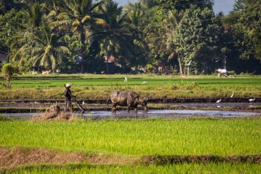 Filipinler 'de pirinç ekimi