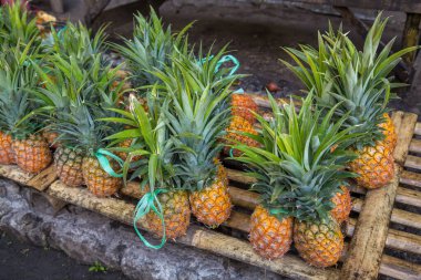 Filipinler 'deki ananas tarlasından tatlı ananas