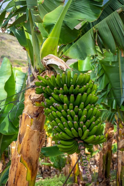 Bunch of bananas in banana plantation on the Philippines and on Tenerife