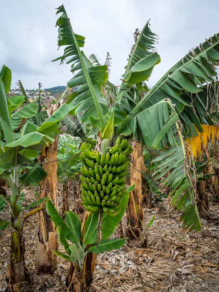 Ramo Plátanos Plantación Plátanos Filipinas Tenerife —  Fotos de Stock