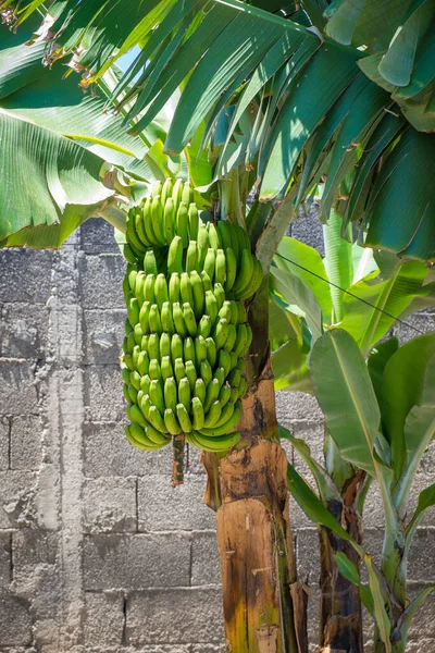 Ramo Plátanos Plantación Plátanos Filipinas Tenerife —  Fotos de Stock