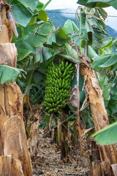 Ramo Plátanos Plantación Plátanos Filipinas Tenerife —  Fotos de Stock