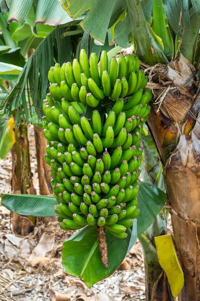 Ramo Plátanos Plantación Plátanos Filipinas Tenerife —  Fotos de Stock