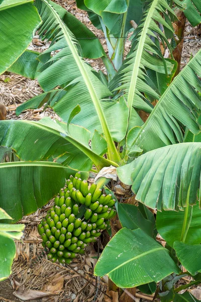 Ramo Plátanos Plantación Plátanos Filipinas Tenerife —  Fotos de Stock