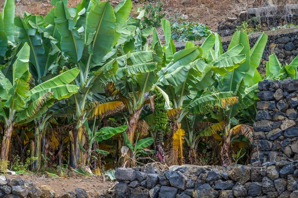 Bunch Bananas Banana Plantation Philippines Tenerife — Stock Photo, Image