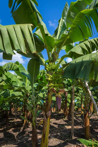 Bouquet Bananes Dans Une Plantation Bananes Aux Philippines Tenerife — Photo