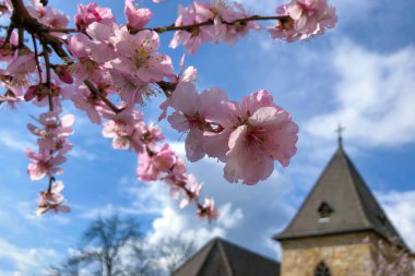 Close shot of almond blossoms in Rhineland-Palatinate, Gimmeldingen in Germany clipart