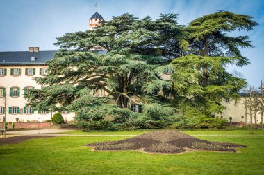 Frankfurt yakınlarındaki Bad Homburg 'da bir halk parkında büyük bir Lübnan Cedar, Almanya
