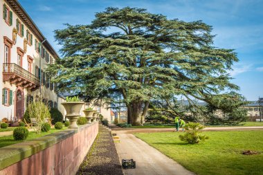 Frankfurt yakınlarındaki Bad Homburg 'da bir halk parkında büyük bir Lübnan Cedar, Almanya