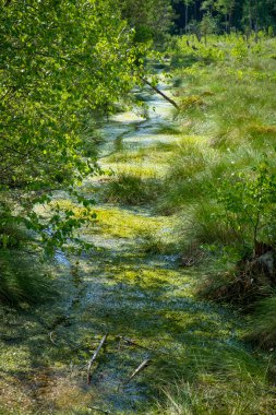 En büyük doğal bozkırda yürüyüş, Wurzacher Ried, Güney Almanya