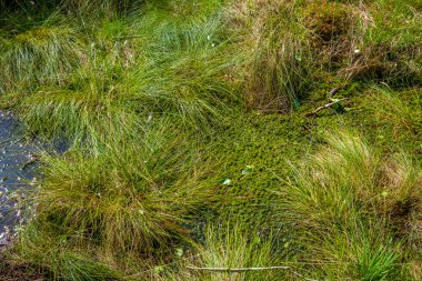 En büyük doğal bozkırda yürüyüş, Wurzacher Ried, Güney Almanya