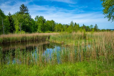 En büyük doğal bozkırda yürüyüş, Wurzacher Ried, Güney Almanya