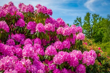 Harika rhododendron çalıları Güney Almanya 'nın küçük bir kasabasında Kötü Wurzach' ta