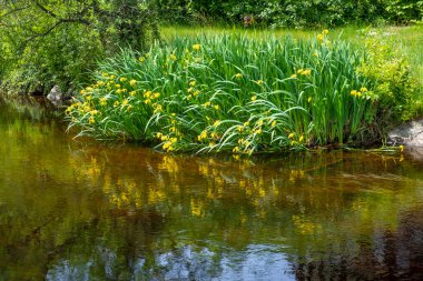Wurzacher nehri boyunca yürürken Ache, Güney Almanya 'nın kötü Wurzach kasabasından geçiyor.