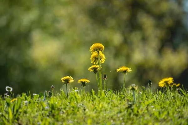 Güney Almanya 'da Constance Gölü üzerinde Hoyerberg' de karahindiba esiyor.