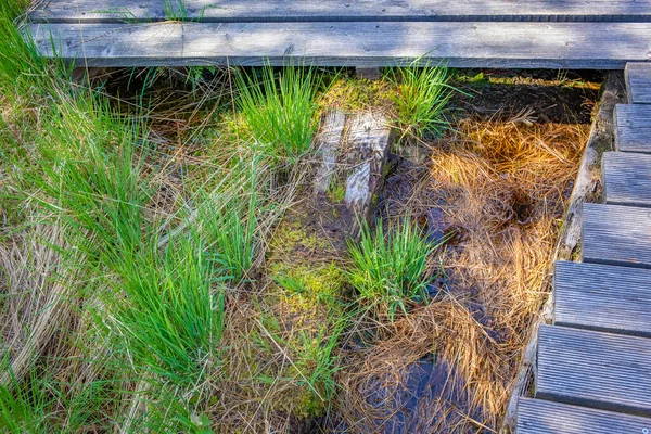 Vandringstur Genom Den Största Naturliga Heden Wurzacher Ried Bad Wurzach — Stockfoto