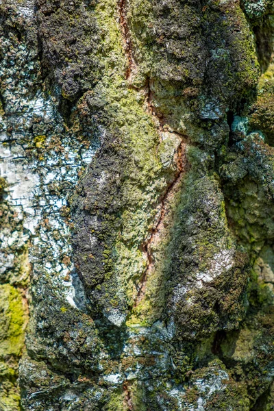Blisko Ujęcia Kory Drzewa Największym Naturalnym Wrzosowisku Wurzacher Ried Południowe — Zdjęcie stockowe