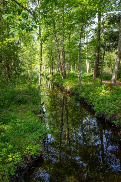 Walking Trip Bigest Natural Moor Wurzacher Ried South Germany — Stock Photo, Image