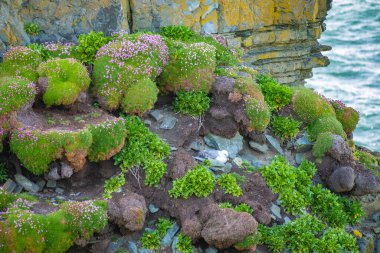 harika doğa ve muhteşem yer Loop Head Deniz Feneri, Co Clare, İrlanda