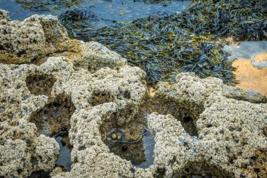 Burren, Co Clare, İrlanda 'daki muhteşem Fanore plajı boyunca yürüyorum.