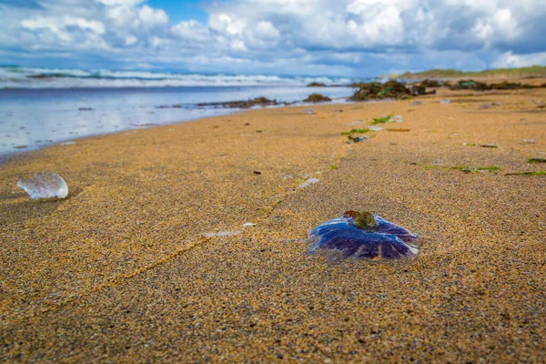 Água Viva Azul Violeta Praia Fanore Burren Clare Irlanda — Fotografia de Stock