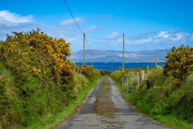 road  with yellow gorse near Ardgroom on the Beara Peninsula, County Cork, Ireland clipart